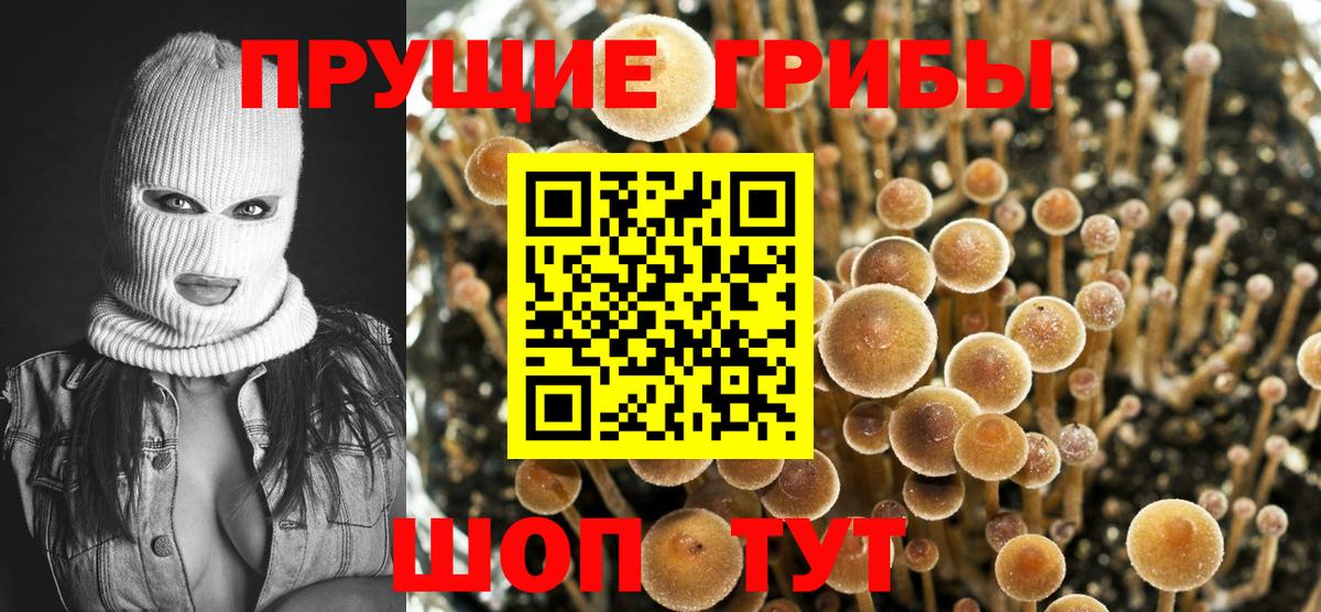 Галлюциногенные грибы Psilocybe Урай